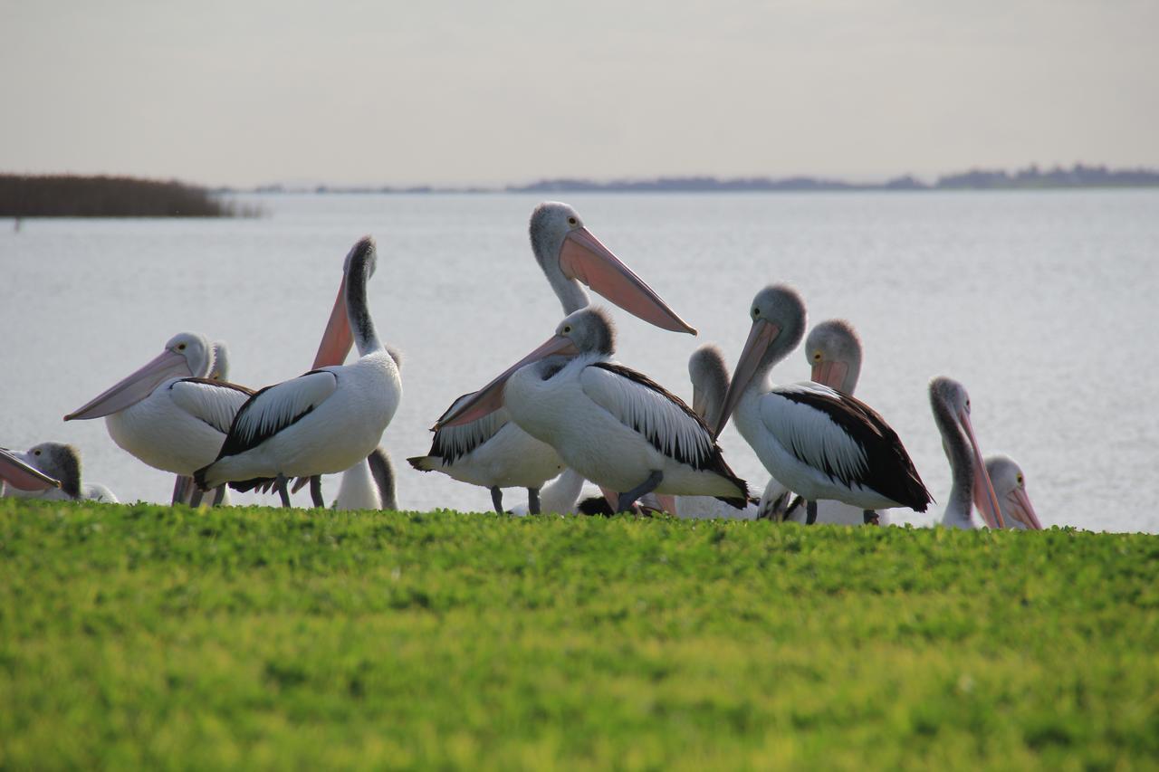 Lake Albert Motel Meningie Dış mekan fotoğraf